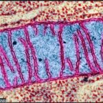 image grossie au microscope d'une Mitochondrie
